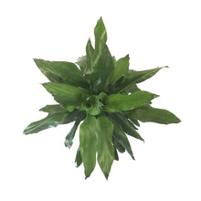 Load image into Gallery viewer, Dracaena, 10in, Janet Lind Cane 3/2/1 - Floral Acres Greenhouse & Garden Centre