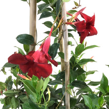 Load image into Gallery viewer, Dipladenia, 10in, Red in a Trellis - Floral Acres Greenhouse & Garden Centre