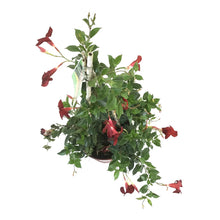 Load image into Gallery viewer, Dipladenia, 10in, Red in a Trellis - Floral Acres Greenhouse & Garden Centre