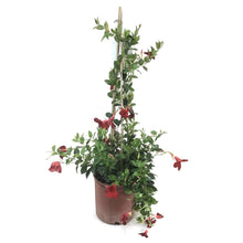 Load image into Gallery viewer, Dipladenia, 10in, Red in a Trellis - Floral Acres Greenhouse & Garden Centre