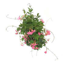 Load image into Gallery viewer, Dipladenia, 10in, Pink in a Trellis - Floral Acres Greenhouse & Garden Centre
