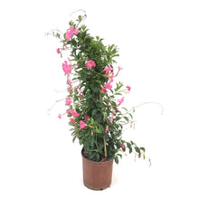 Load image into Gallery viewer, Dipladenia, 10in, Pink in a Trellis - Floral Acres Greenhouse & Garden Centre