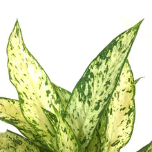 Load image into Gallery viewer, Dieffenbachia, 10in, Vesuvius - Floral Acres Greenhouse & Garden Centre