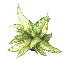 Load image into Gallery viewer, Dieffenbachia, 10in, Vesuvius - Floral Acres Greenhouse & Garden Centre