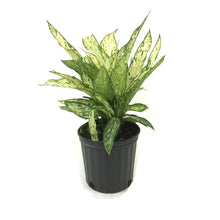 Load image into Gallery viewer, Dieffenbachia, 10in, Vesuvius - Floral Acres Greenhouse & Garden Centre