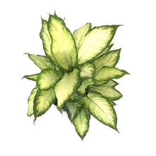 Load image into Gallery viewer, Dieffenbachia, 10in, Camille - Floral Acres Greenhouse & Garden Centre