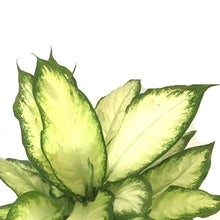 Load image into Gallery viewer, Dieffenbachia, 10in, Camille - Floral Acres Greenhouse & Garden Centre