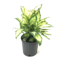 Load image into Gallery viewer, Dieffenbachia, 10in, Camille - Floral Acres Greenhouse & Garden Centre