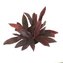 Load image into Gallery viewer, Cordyline, 10in, Auntie Lou - Floral Acres Greenhouse & Garden Centre