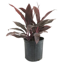Load image into Gallery viewer, Cordyline, 10in, Auntie Lou - Floral Acres Greenhouse & Garden Centre