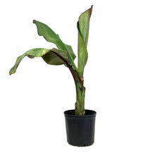 Load image into Gallery viewer, Banana, 10in, Ensete Maurelii Red - Floral Acres Greenhouse & Garden Centre