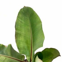 Load image into Gallery viewer, Banana, 10in, Ensete Maurelii Red - Floral Acres Greenhouse & Garden Centre