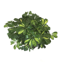 Load image into Gallery viewer, Schefflera, 10in, Arboricola Gold Capella Braid - Floral Acres Greenhouse & Garden Centre