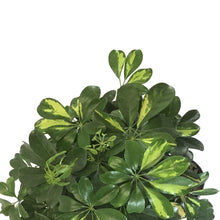 Load image into Gallery viewer, Schefflera, 10in, Arboricola Gold Capella Braid - Floral Acres Greenhouse & Garden Centre