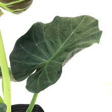 Load image into Gallery viewer, Alocasia, 10in, Regal Shields - Floral Acres Greenhouse & Garden Centre