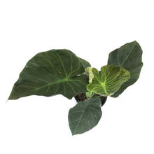 Load image into Gallery viewer, Alocasia, 10in, Regal Shields - Floral Acres Greenhouse & Garden Centre