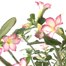 Load image into Gallery viewer, Adenium, 10in, Desert Rose - Floral Acres Greenhouse & Garden Centre