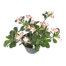Load image into Gallery viewer, Adenium, 10in, Desert Rose - Floral Acres Greenhouse & Garden Centre