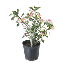 Load image into Gallery viewer, Adenium, 10in, Desert Rose - Floral Acres Greenhouse & Garden Centre