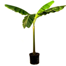 Load image into Gallery viewer, Banana, 14in, Dwarf Cavendish - Floral Acres Greenhouse & Garden Centre