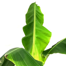 Load image into Gallery viewer, Banana, 14in, Dwarf Cavendish - Floral Acres Greenhouse & Garden Centre
