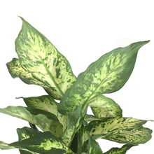 Load image into Gallery viewer, Dieffenbachia, 6in, Splash - Floral Acres Greenhouse & Garden Centre