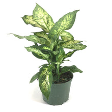 Load image into Gallery viewer, Dieffenbachia, 6in, Splash - Floral Acres Greenhouse & Garden Centre