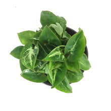 Load image into Gallery viewer, Syngonium, 4in, Glo Go - Floral Acres Greenhouse & Garden Centre