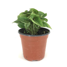 Load image into Gallery viewer, Syngonium, 4in, Glo Go - Floral Acres Greenhouse & Garden Centre