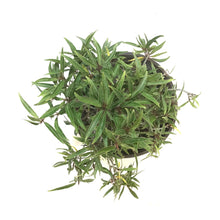 Load image into Gallery viewer, Bonsai, 6in, Ficus Nerifolia - Floral Acres Greenhouse & Garden Centre