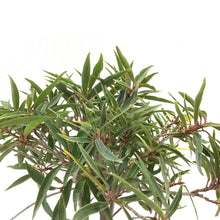Load image into Gallery viewer, Bonsai, 6in, Ficus Nerifolia - Floral Acres Greenhouse & Garden Centre