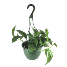 Load image into Gallery viewer, Pothos, 8in, Jade, Hanging Basket - Floral Acres Greenhouse & Garden Centre