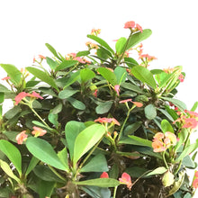 Load image into Gallery viewer, Euphorbia, 10in, Milli Crown of Thorns - Floral Acres Greenhouse & Garden Centre