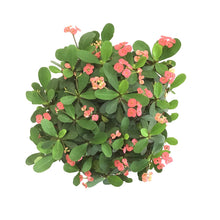 Load image into Gallery viewer, Euphorbia, 10in, Milli Crown of Thorns - Floral Acres Greenhouse & Garden Centre