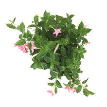 Load image into Gallery viewer, Mandevilla, 10in, Pink, Hanging Basket - Floral Acres Greenhouse & Garden Centre