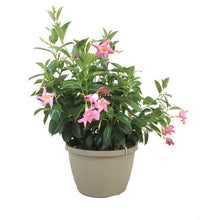 Load image into Gallery viewer, Mandevilla, 10in, Pink, Hanging Basket - Floral Acres Greenhouse & Garden Centre
