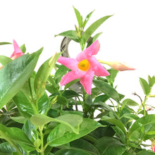 Load image into Gallery viewer, Mandevilla, 10in, Pink, Hanging Basket - Floral Acres Greenhouse & Garden Centre