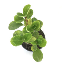 Load image into Gallery viewer, Peperomia, 6in, Lime Green - Floral Acres Greenhouse & Garden Centre