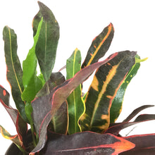 Load image into Gallery viewer, Croton, 6in, Stoplight - Floral Acres Greenhouse & Garden Centre