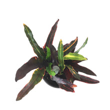 Load image into Gallery viewer, Croton, 6in, Stoplight - Floral Acres Greenhouse & Garden Centre