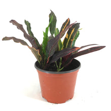 Load image into Gallery viewer, Croton, 6in, Stoplight - Floral Acres Greenhouse & Garden Centre