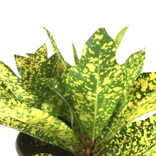 Load image into Gallery viewer, Croton, 6in, Gold Star - Floral Acres Greenhouse & Garden Centre
