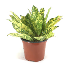 Load image into Gallery viewer, Croton, 6in, Gold Star - Floral Acres Greenhouse & Garden Centre