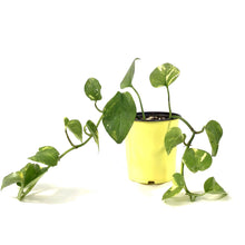 Load image into Gallery viewer, Pothos, 5in, Golden - Floral Acres Greenhouse & Garden Centre