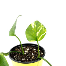 Load image into Gallery viewer, Pothos, 5in, Golden - Floral Acres Greenhouse & Garden Centre