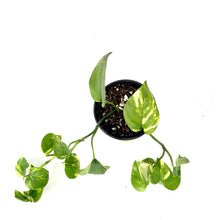 Load image into Gallery viewer, Pothos, 5in, Golden - Floral Acres Greenhouse & Garden Centre