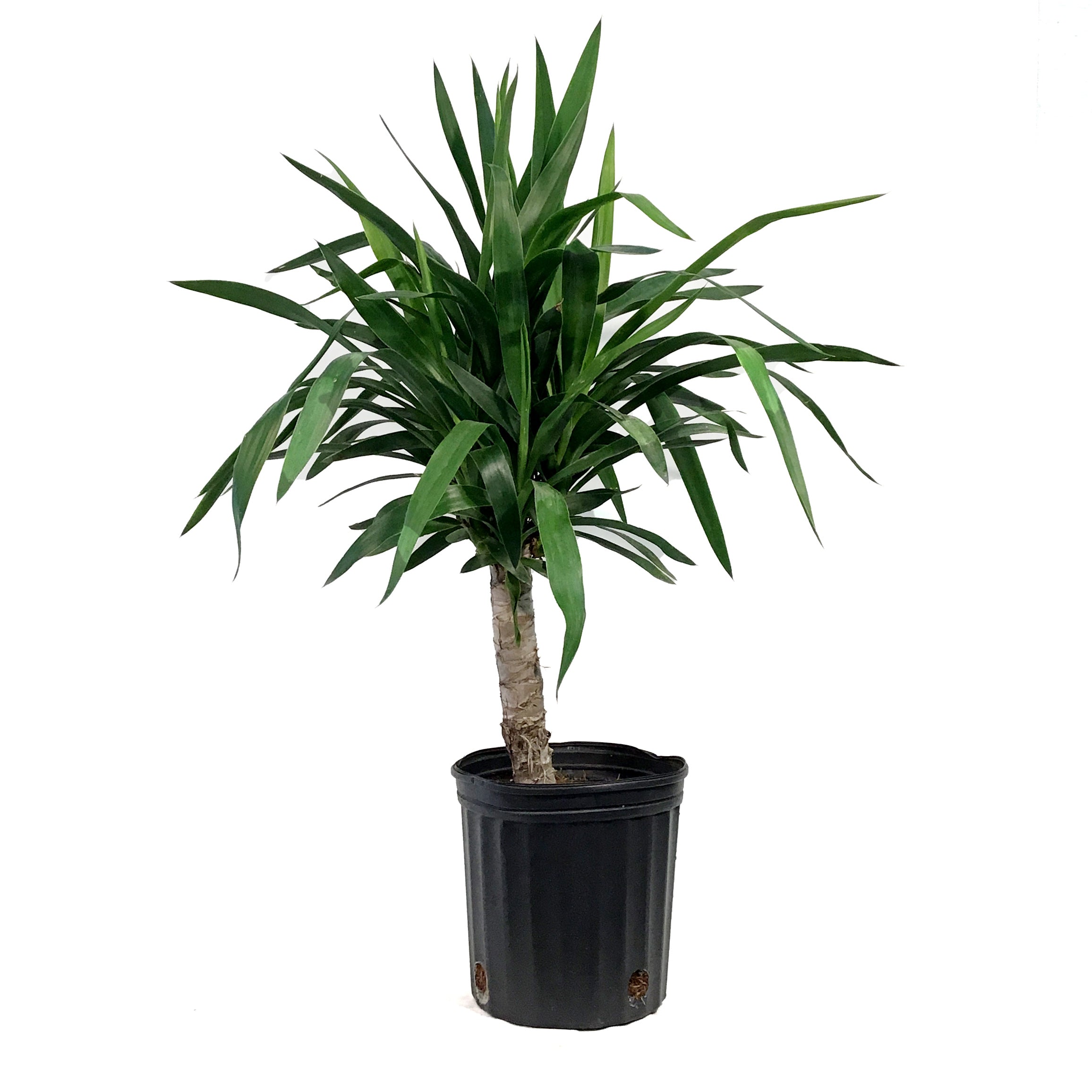 Yucca, 10in, 2/1 Cane – Floral Acres Greenhouse & Garden Centre