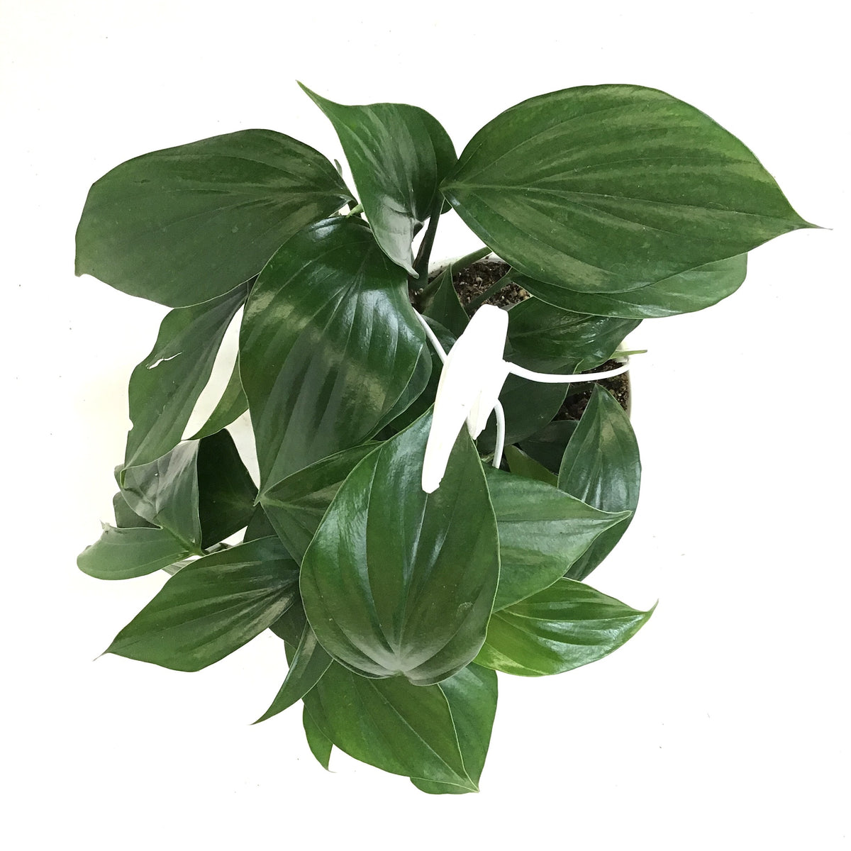 Dragon's Tail, 7.5in HB, Rhaphidophora Decursiva - Floral Acres Greenhouse & Garden Centre