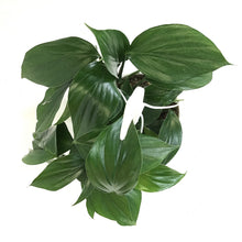 Load image into Gallery viewer, Dragon's Tail, 7.5in HB, Rhaphidophora Decursiva - Floral Acres Greenhouse & Garden Centre