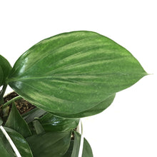 Load image into Gallery viewer, Dragon's Tail, 7.5in HB, Rhaphidophora Decursiva - Floral Acres Greenhouse & Garden Centre